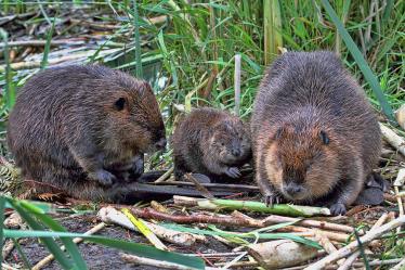 beaver-family-peggy-collins