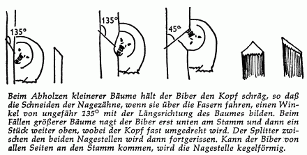 wilsson1966_biber_baumfaellen