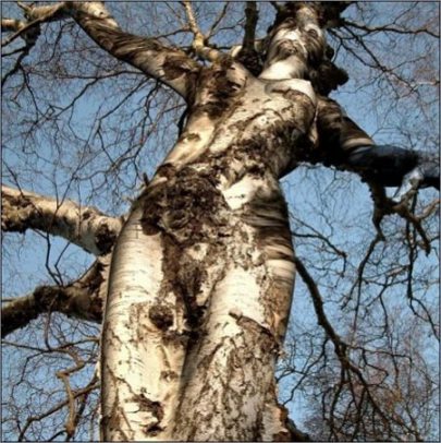 birch-wood-tree