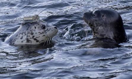 web-bc-seal-gallery20