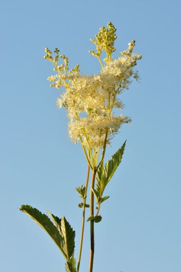 filipendula_ulmaria_-_angervaks