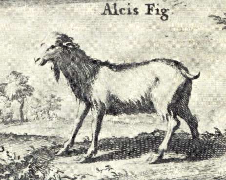 alcis-silc.herc