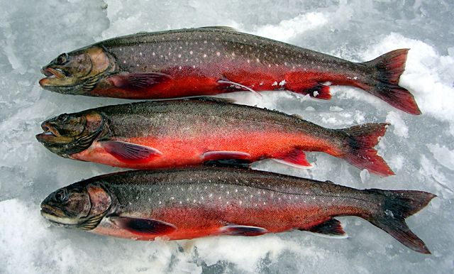 ake_frolings_rodingar_2.jpg-for-web