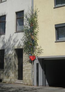2016-05-03_Bonn-Beuel_Maibaum_fuer_Bjoern
